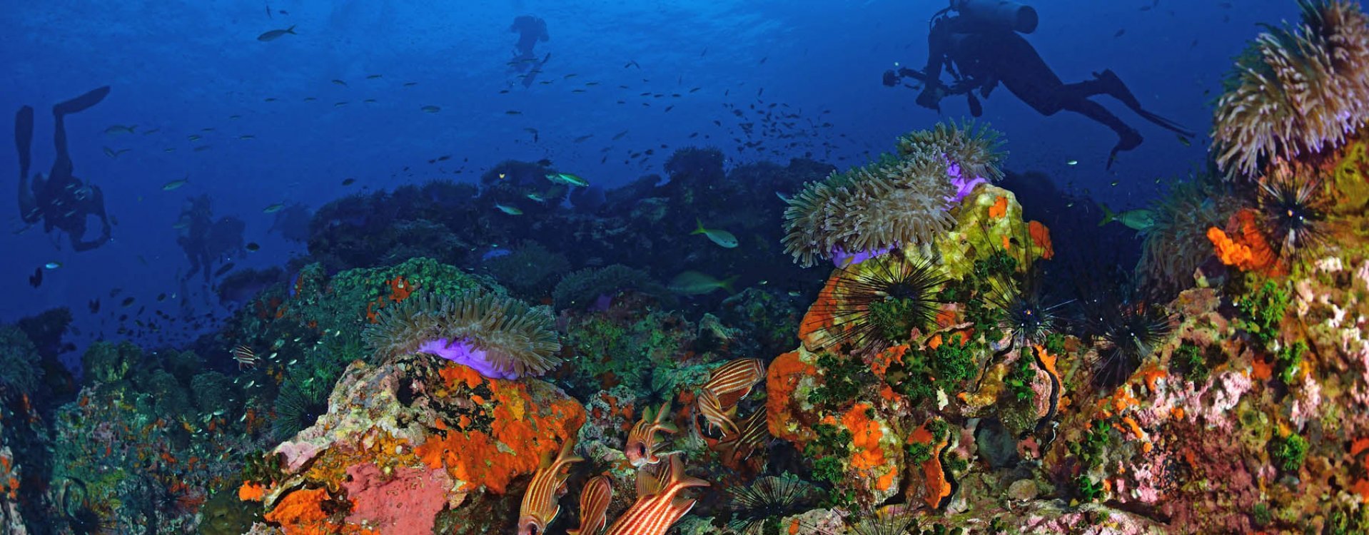 Floating Market Damnoen Saduak