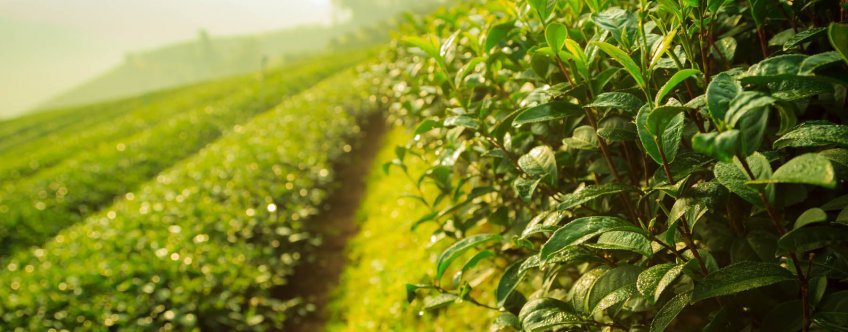 th, chiang rai, doi mae salong (1).jpg