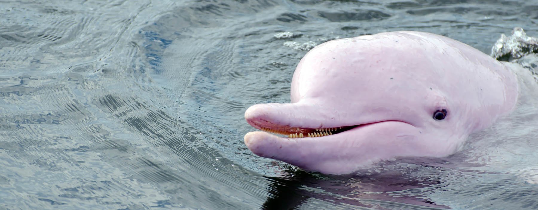 th, khanom, roze dolfijnen (1).jpg
