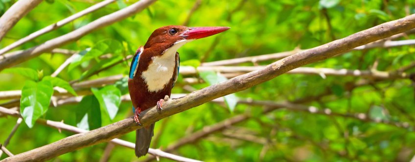 th, khao sok national park, khao sok np (2).jpg