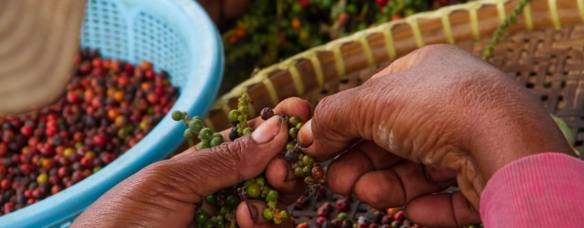 KH, kampot, peper (2)