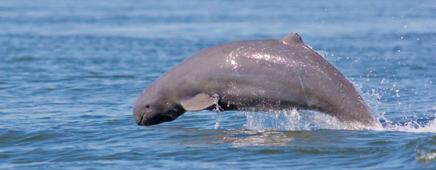 KH, kratie, irrawaddy dolfijn