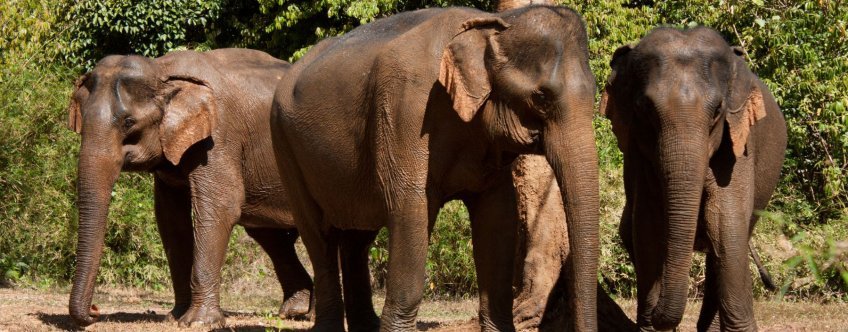 KH, mondulkiri, olifanten