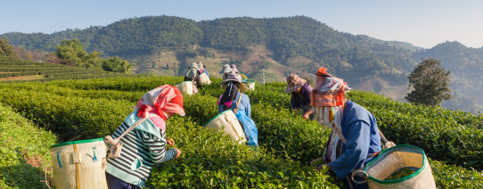 Theeplukkers in de Cameron Highlands