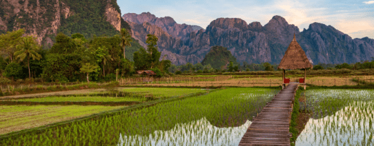 Rijstvelden in Vang Vieng