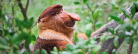 Neusaap in Bako National Park