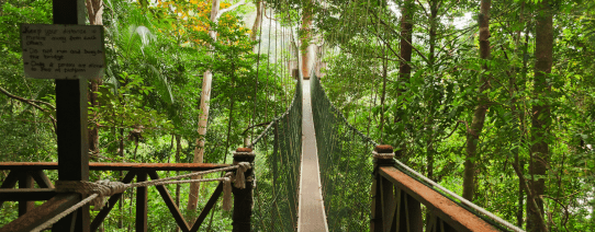 Taman Negara National Park