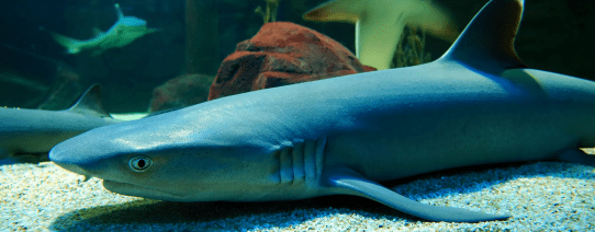 De onderwaterwereld bij Langkawi