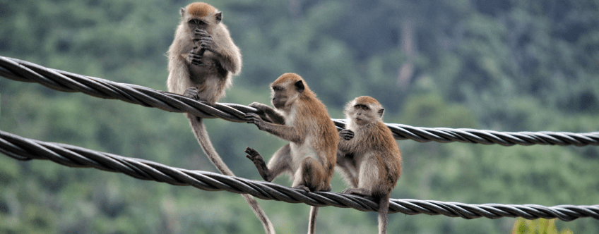 Langstaartmakaken in Maleisië