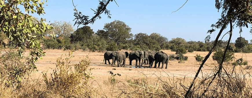 ZA, Kruger Rest Camp, Skukuza
