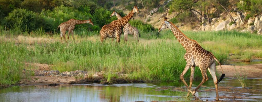 ZA, Private Game Reserve, Ivory Wilderness River Rock Lodge