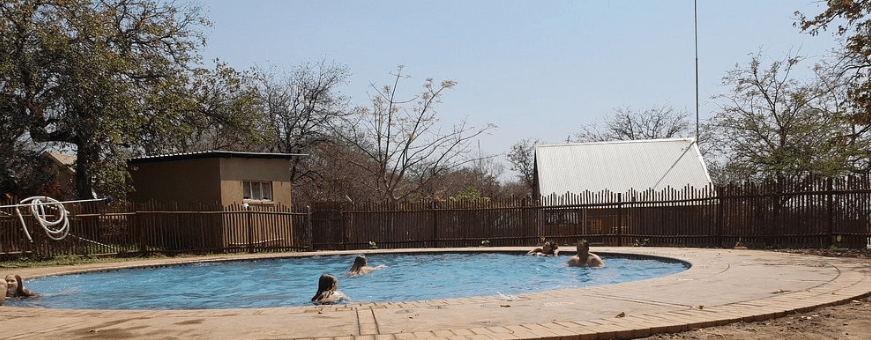 ZA, Kruger Rest Camp, Olifants