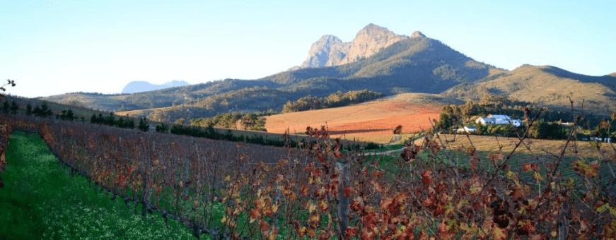 ZA, Stellenbosch, Marianne Wine Estate 