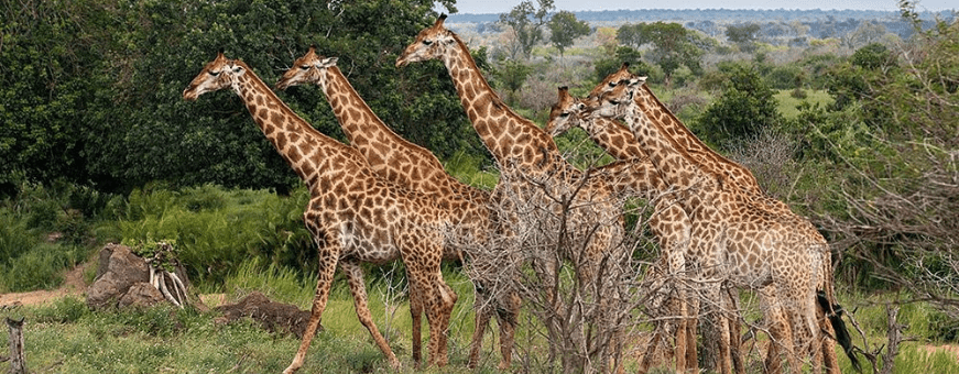 ZA, Kruger Rest Camp, Satara