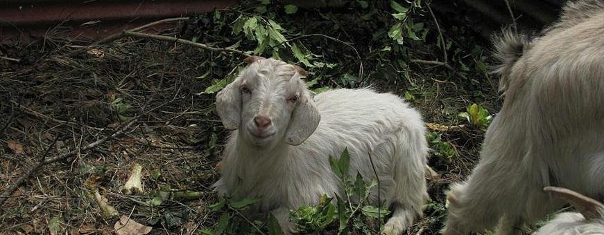 NP, Phakding, YMH, geit