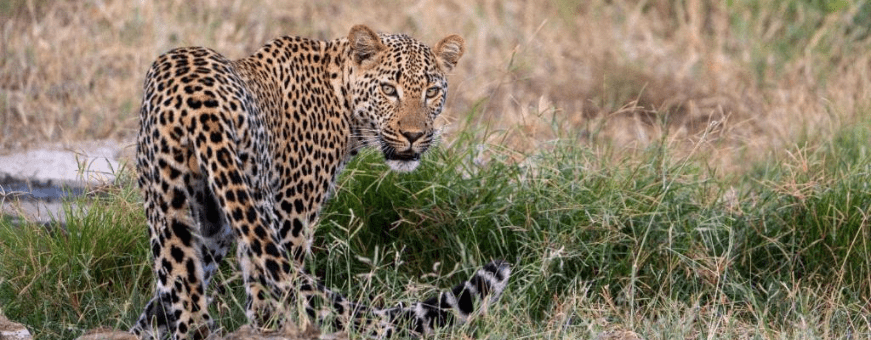 ZA, Private Game Reserve, KwaMbili Game lodge