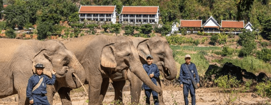 LA, Pakbeng, Sanctuary Pakbeng Lodge, Olifanten