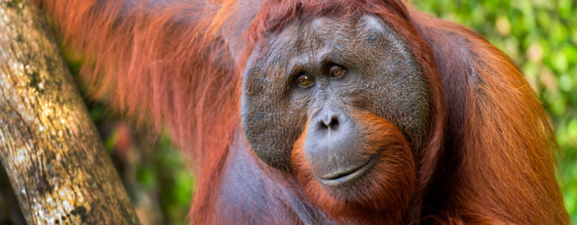Wildlife in Kinabatangan River