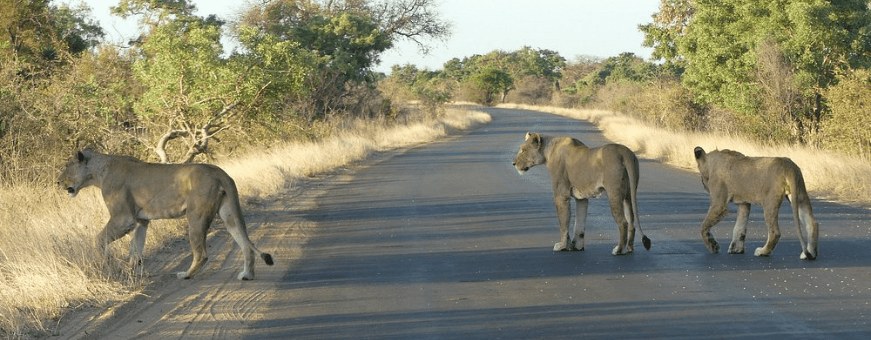 ZA, Kruger Rest Camp, Olifants