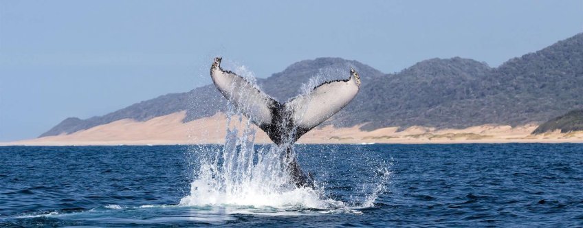ZA, St. Lucia, Whale.jpg