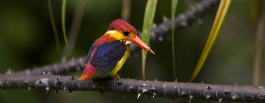 Jungledwergijsvogel in Maleisië