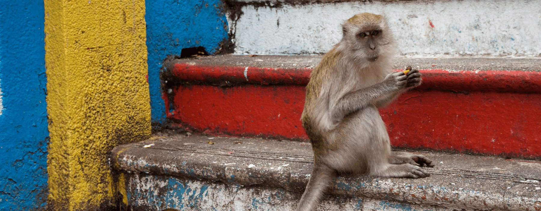 Aapje bij de Batu Caves in Kuala Lumpur