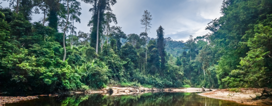 Taman Negara National Park