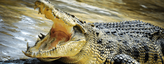 De krokodillenboederij op Langkawi