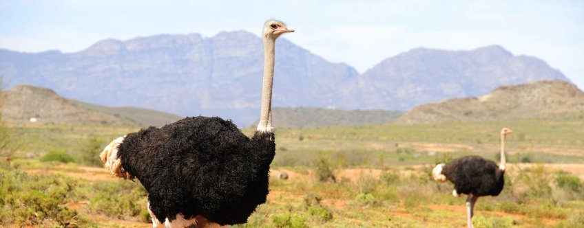 ZA, Oudtshoorn, Struisvogels (24).jpg