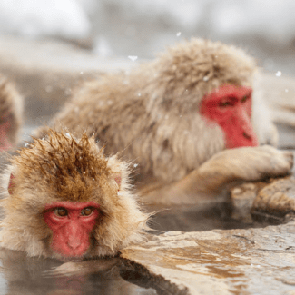JP, Apen in een hotspring