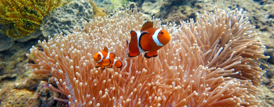 Kraalrif bij Perhentian Eilanden