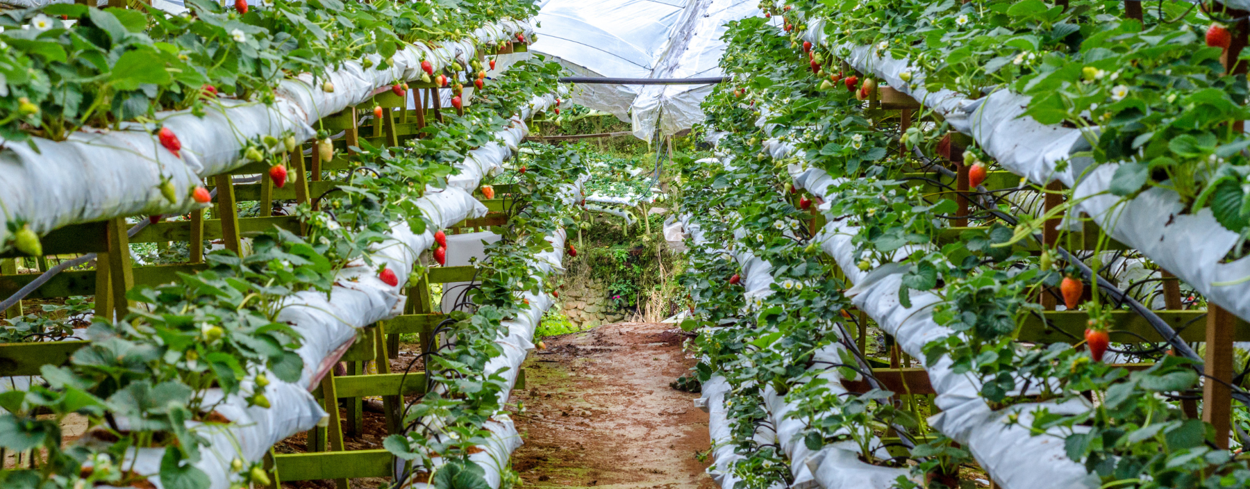 MY, Cameron Highlands, Big Red Strawberry Farm (2).png