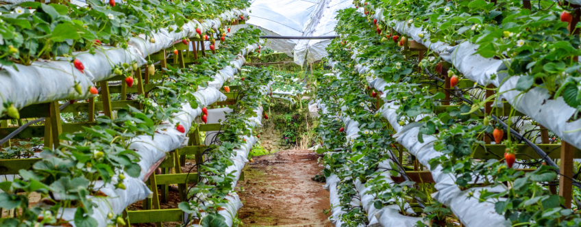 MY, Cameron Highlands, Big Red Strawberry Farm (2).png