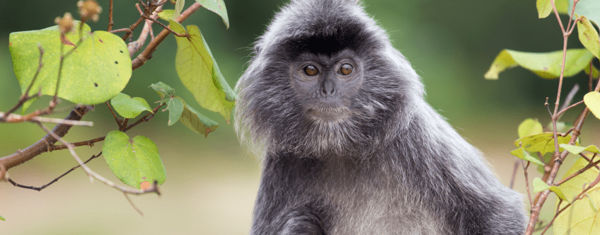 Zilverlangoor in Maleisië