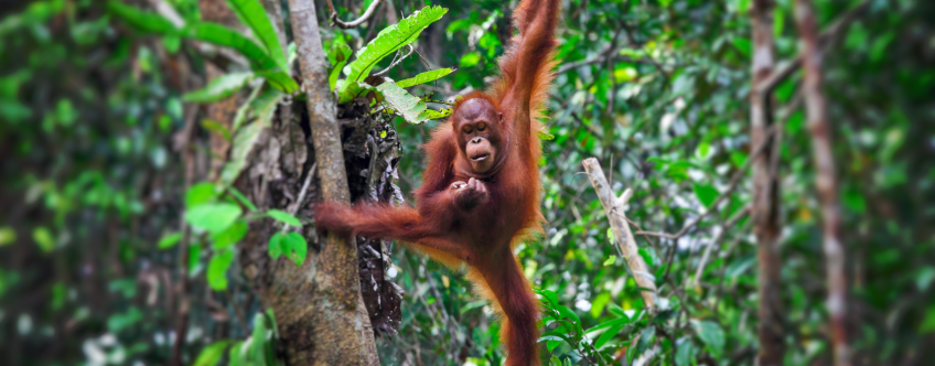 Orang Oetans op Borneo
