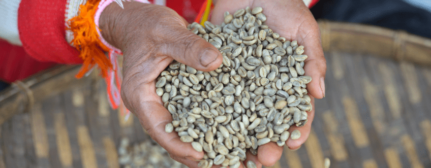 LA, Bolaven Plateau, Paksong, Coffee