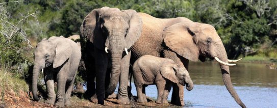Addo Elephant National Park