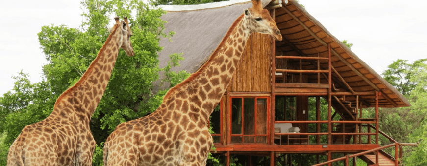 ZA, Hoedspruit, Pezulu Tree House