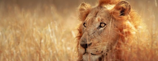 ZA, Kruger NP