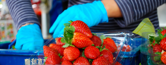 MY, Cameron Highlands, Big Red Strawberry Farm (1).png