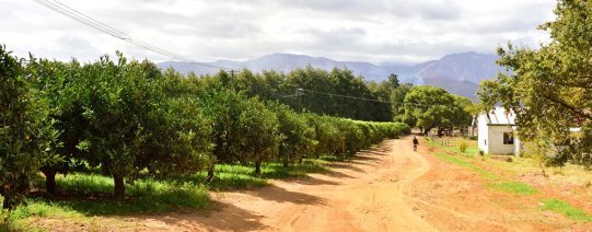 Stellenbosch