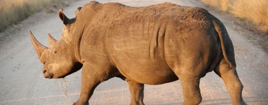 Neushoorn