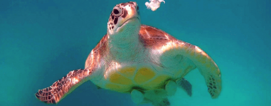 Duiken bij de Perhentian eilanden