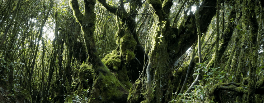 MY, Cameron Highlands, Mossy Forest (1).png