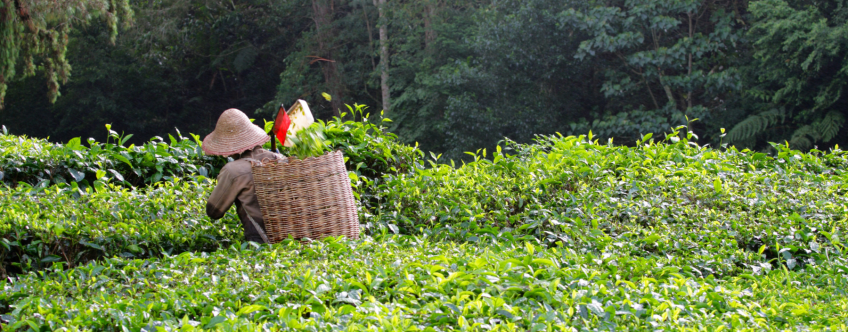 Theeplukkers in de Cameron Highlands