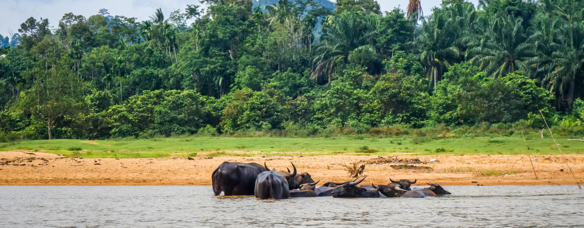 Theeplantages in Cameron Highlands