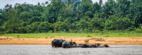 Wilde buffels in Taman Negara National Park