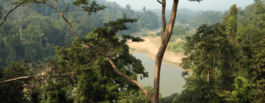 Taman Negara National Park