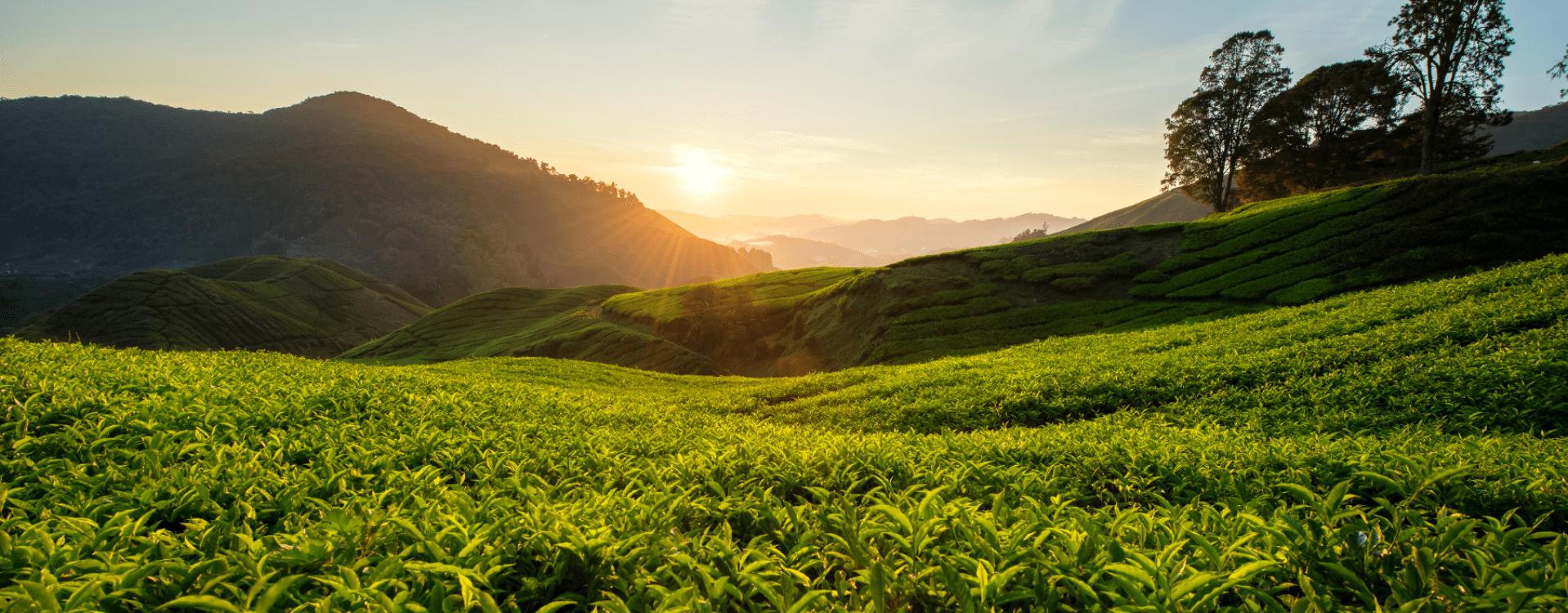Theeplantages in Cameron Highlands