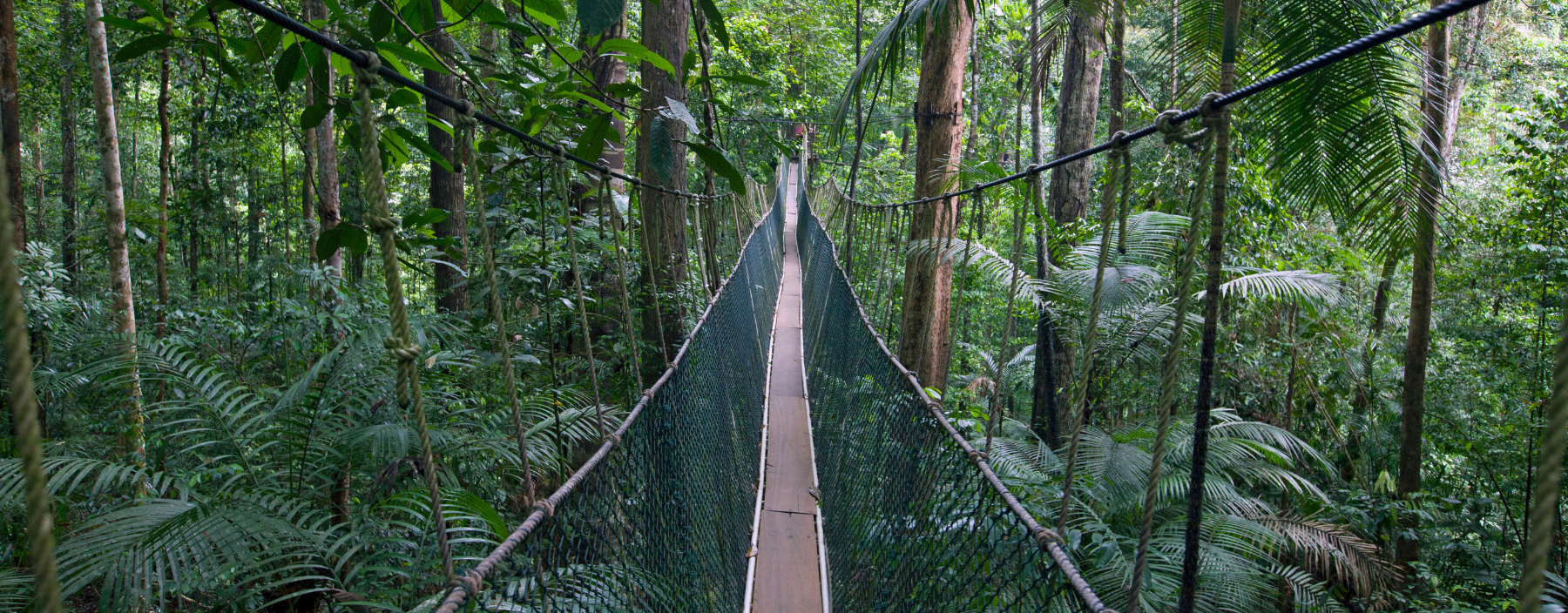 Canopy walk in Taman Negara National Park